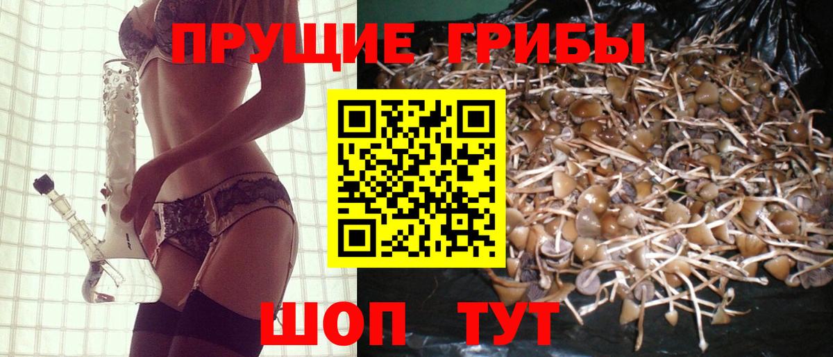 Карачаевск  Псилоцибиновые грибы мицелий  Вход с VPN  наркотики  Псилоцибиновые грибы Cubensis 